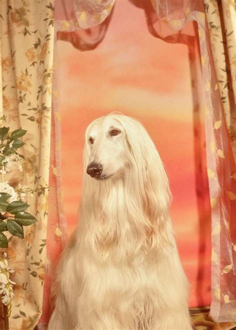 Shot by Petra Collins, a lineup of dogs to celebrate the 